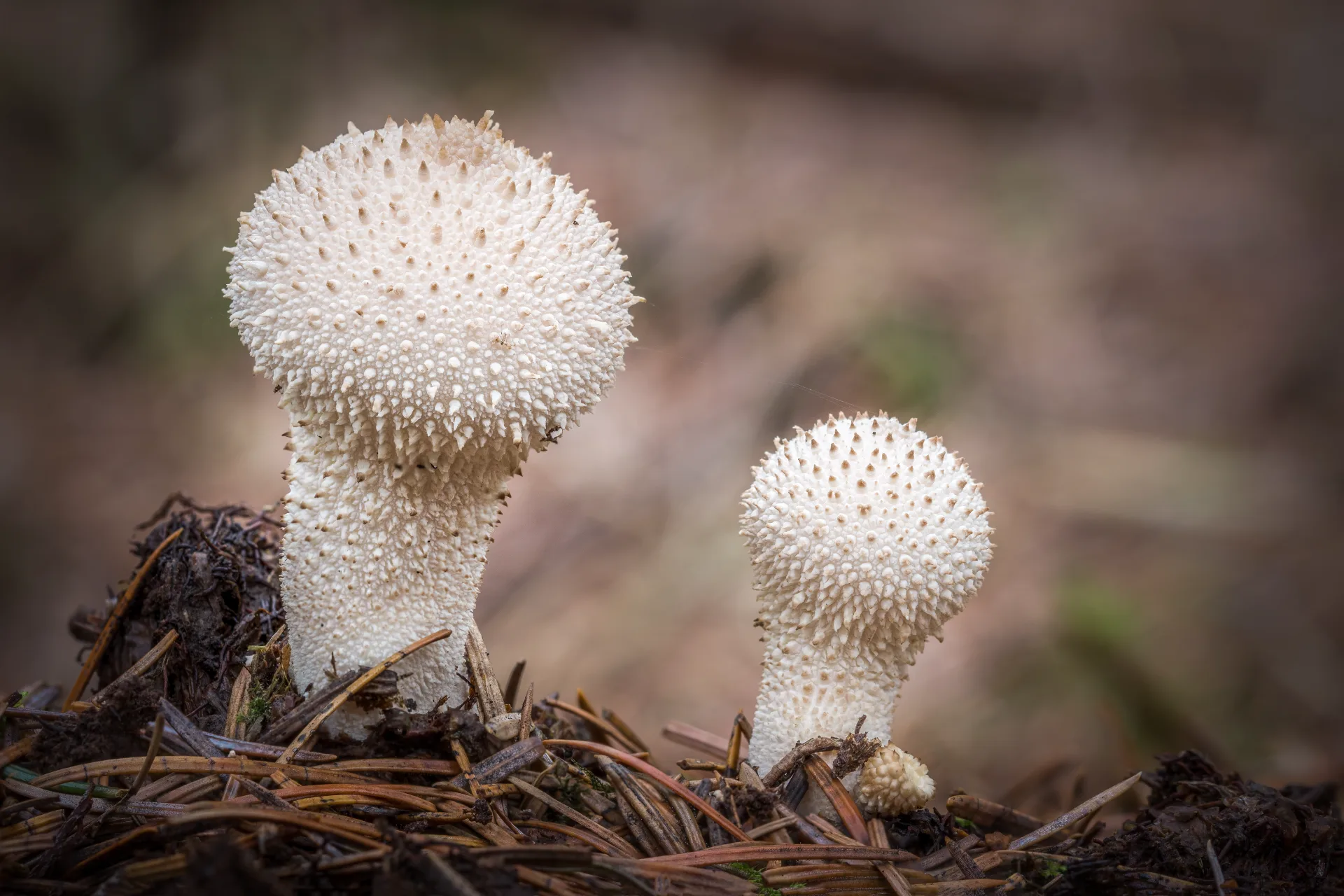 Two white, spiny puffball fungi emerge from pine needles on a woodland floor, with a smaller fungus beside them.