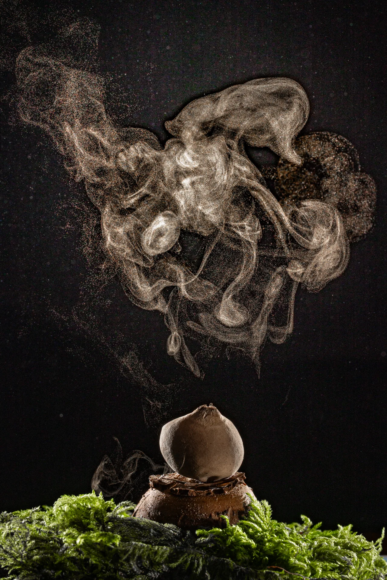 Puffball fungus releases a dramatic cloud of fine spores above green moss against a black background.