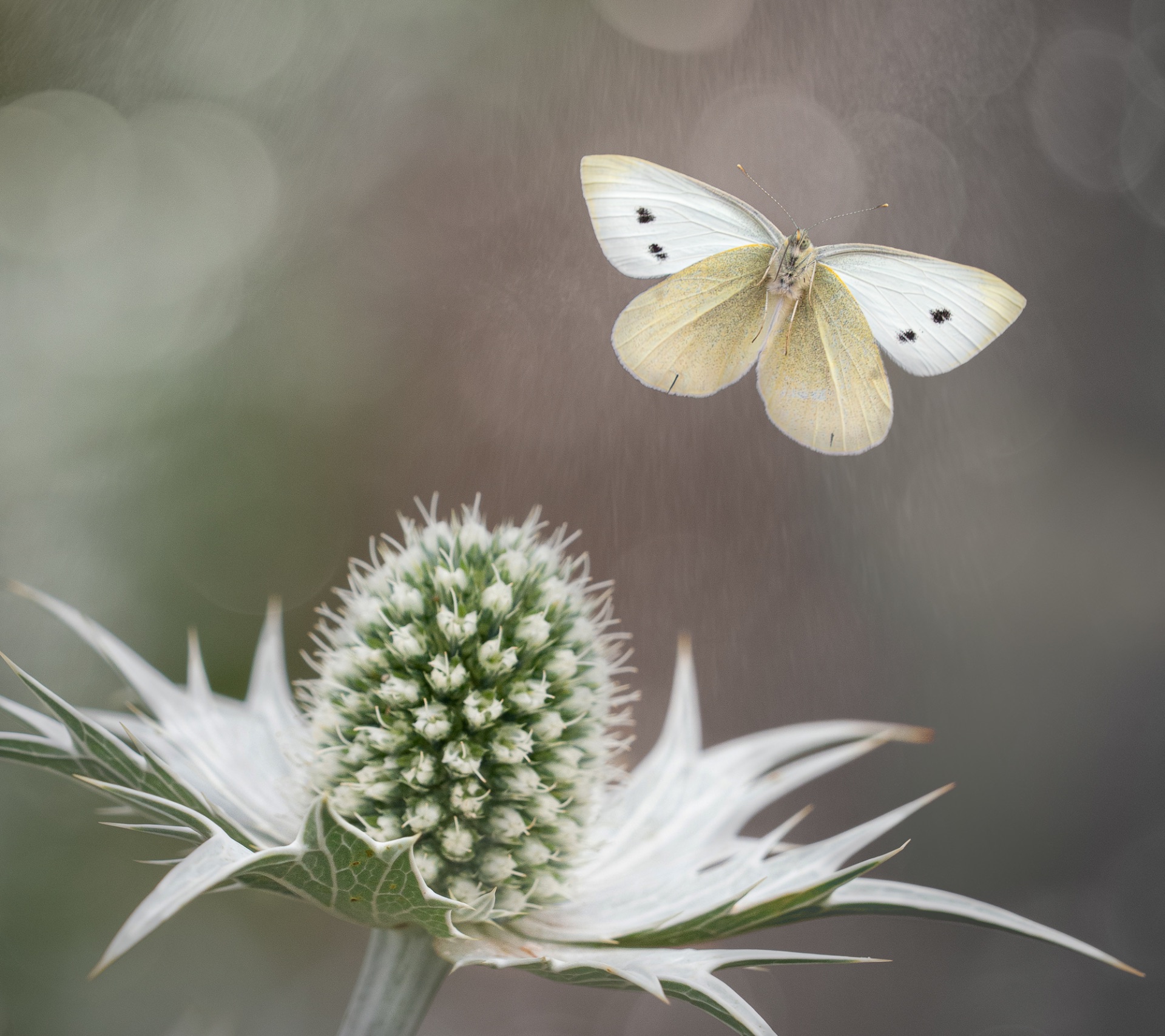 Two pale butterflies overlap in flight above a white spiky flower against a softly blurred grey-green background.