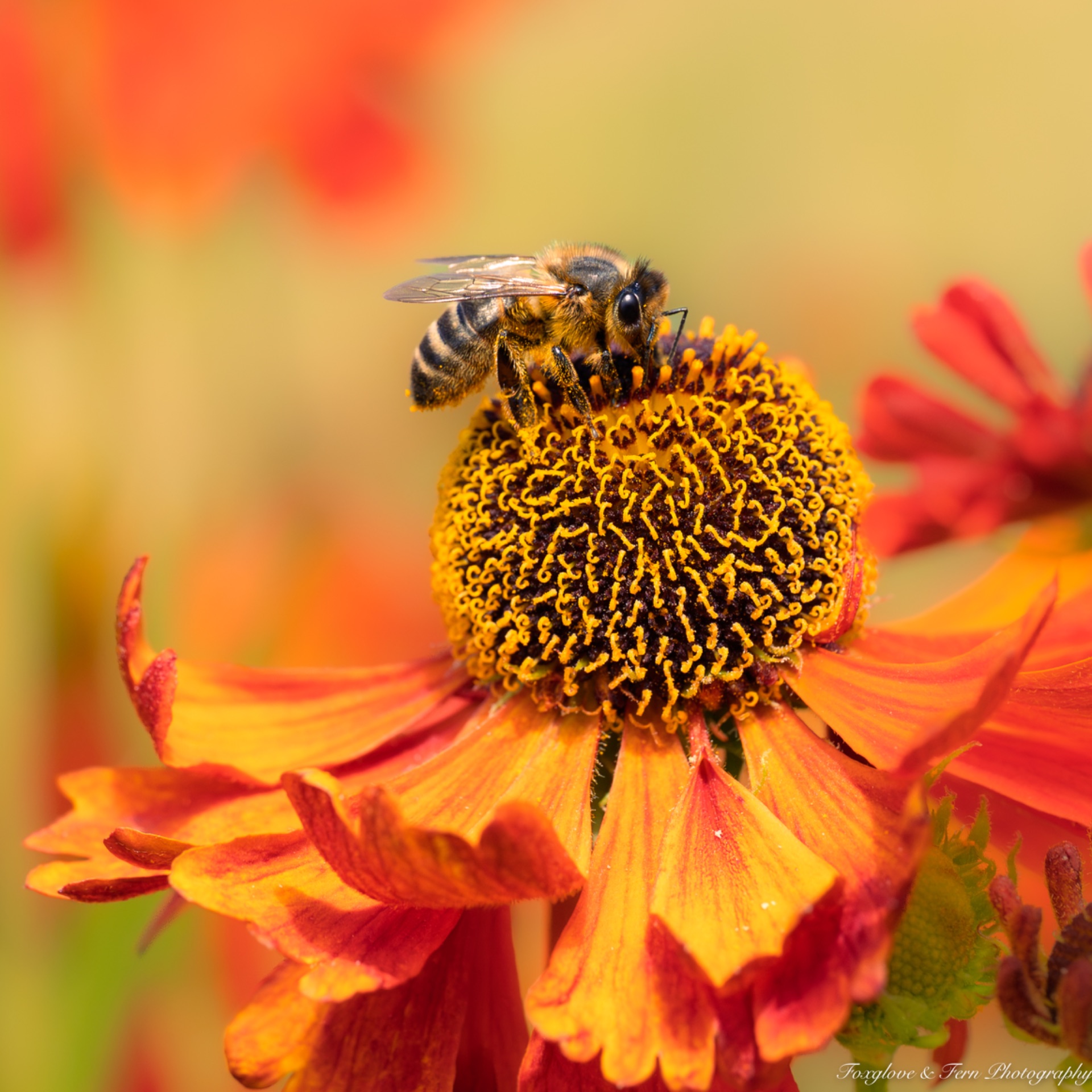 Honeybee feeds on the dark centre of a vivid orange flower, with warm red and yellow petals filling the frame.
