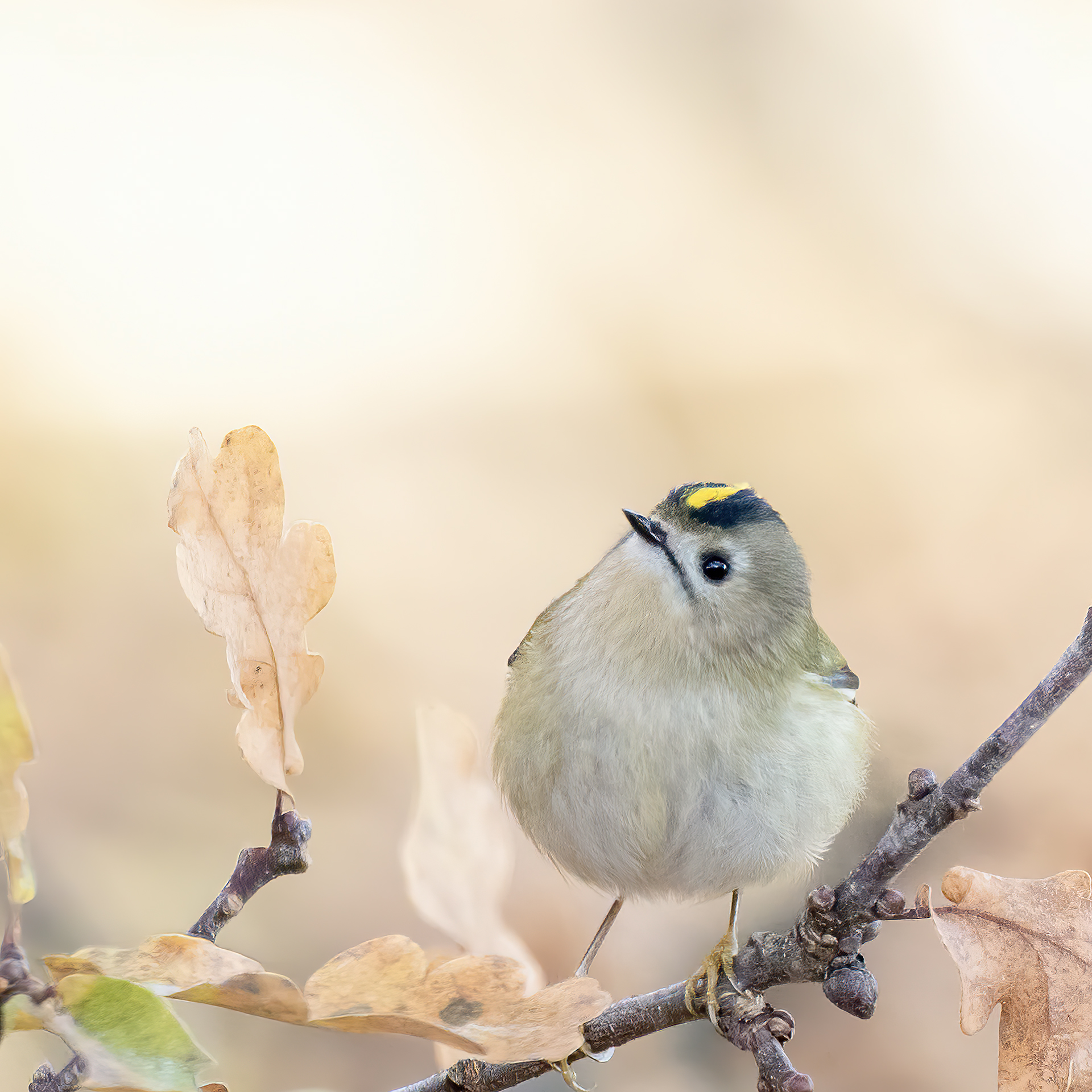 Goldcrest with a bright yellow crown stripe perched on a twig among pale autumn leaves against a soft cream background.