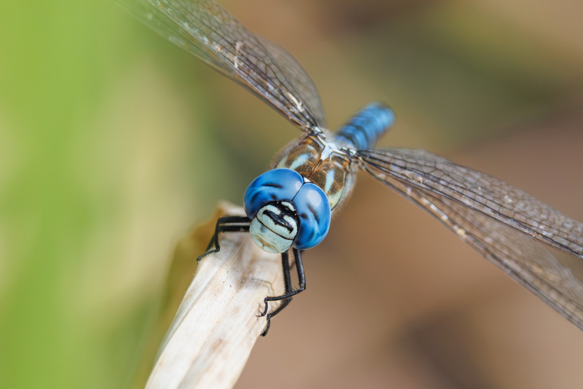 Extreme close-up of a blue dragonfly facing the camera while perched on a pale stem, its transparent wings spread wide.