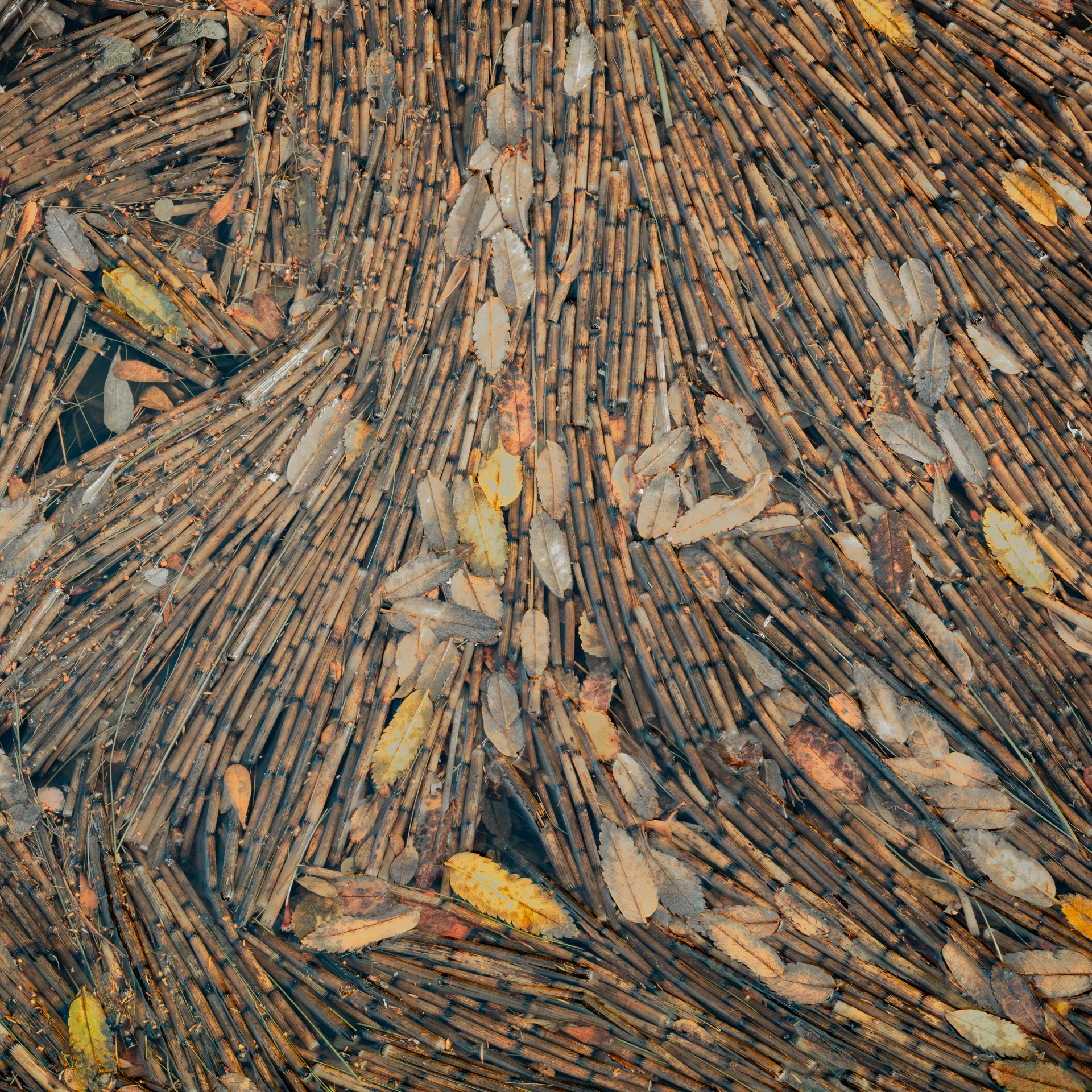 Dense brown reeds lie in sweeping patterns beneath shallow water, scattered with yellow and brown fallen leaves.