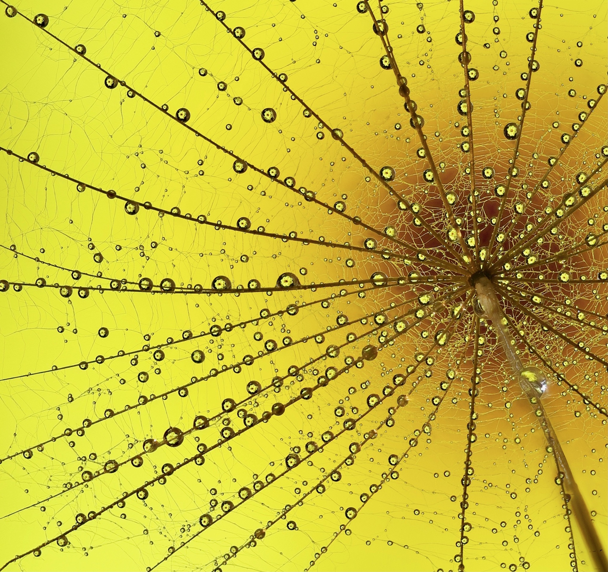 Radiating strands of a fine web are covered in round water droplets against a vivid yellow background.