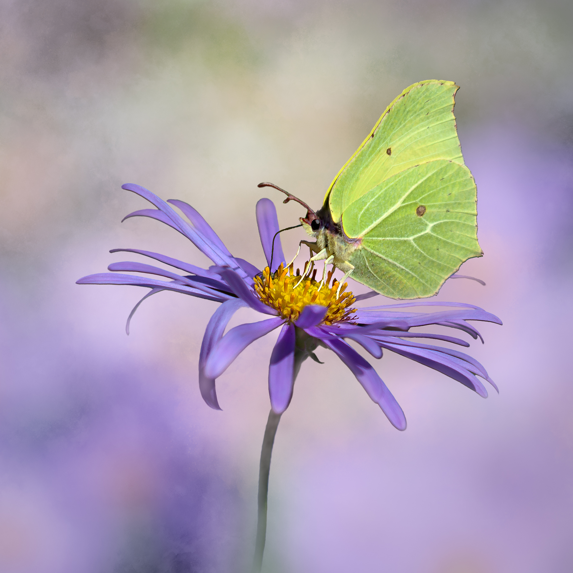 Pale green butterfly feeds on a purple daisy-like flower with a yellow centre against a soft lavender background.