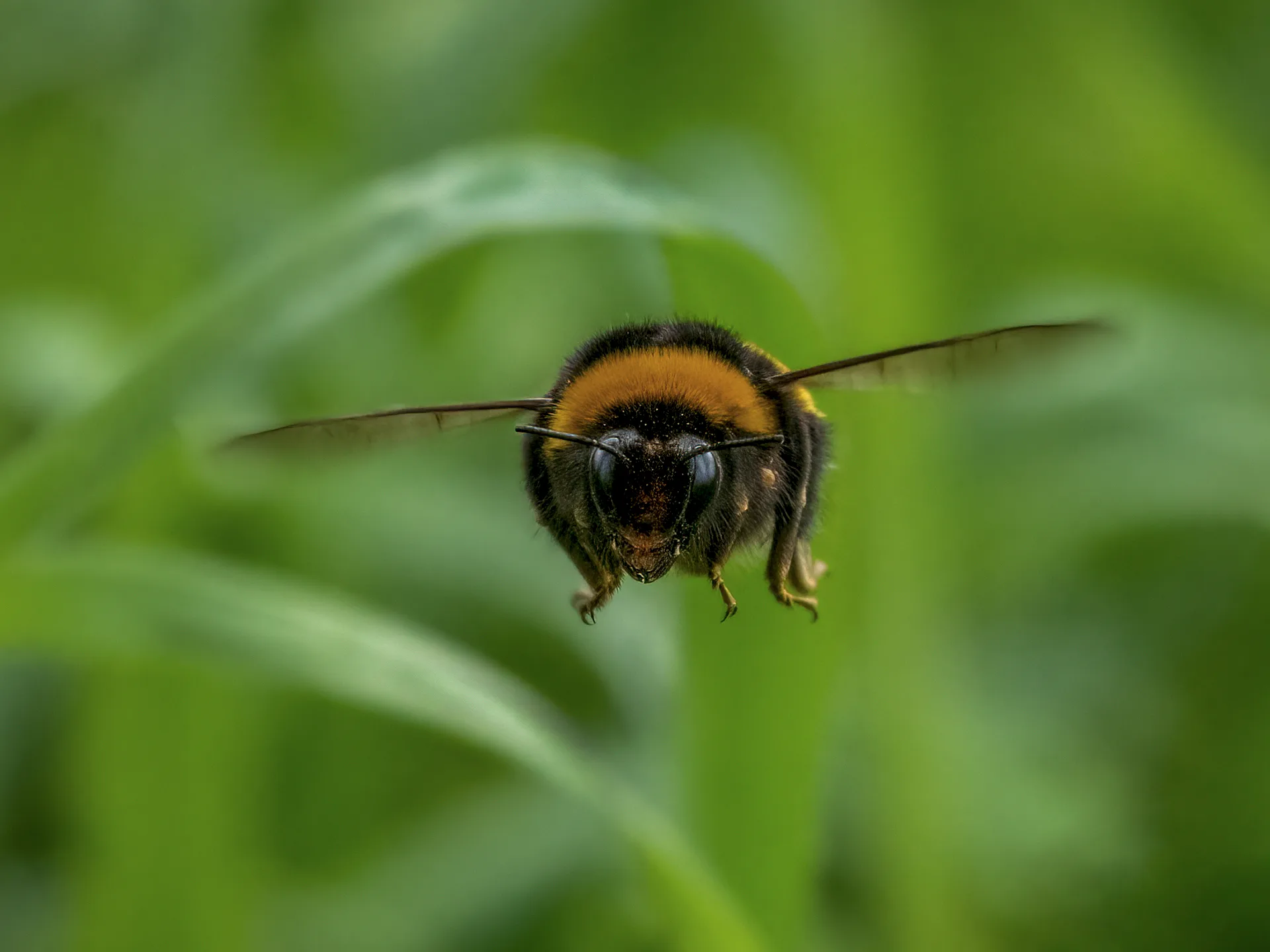 Front view of a black and orange bumblebee hovering in flight with wings outstretched against blurred green foliage.