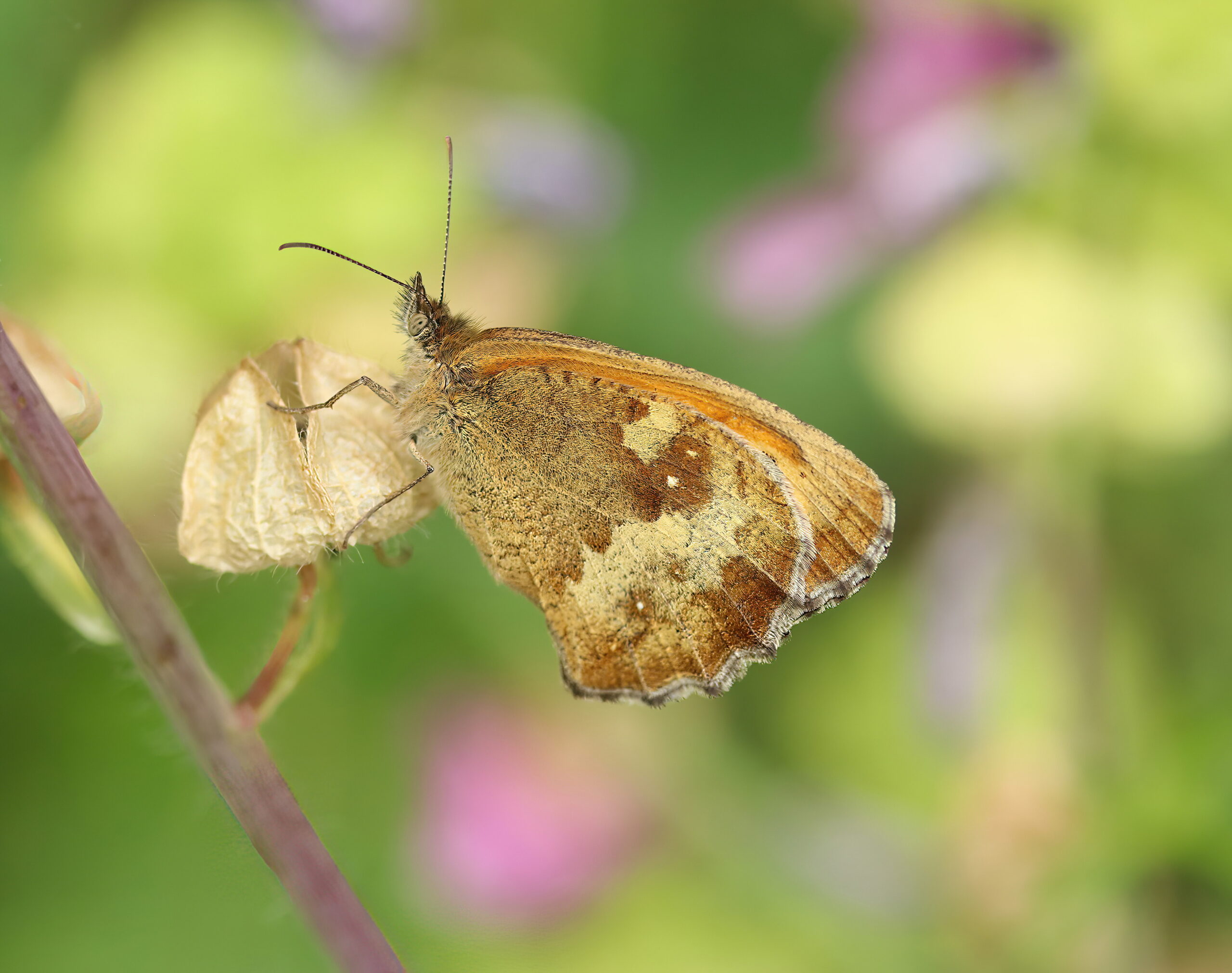 Brown butterfly with cream patches rests side-on on a pale dried seed case against soft green and pink bokeh.