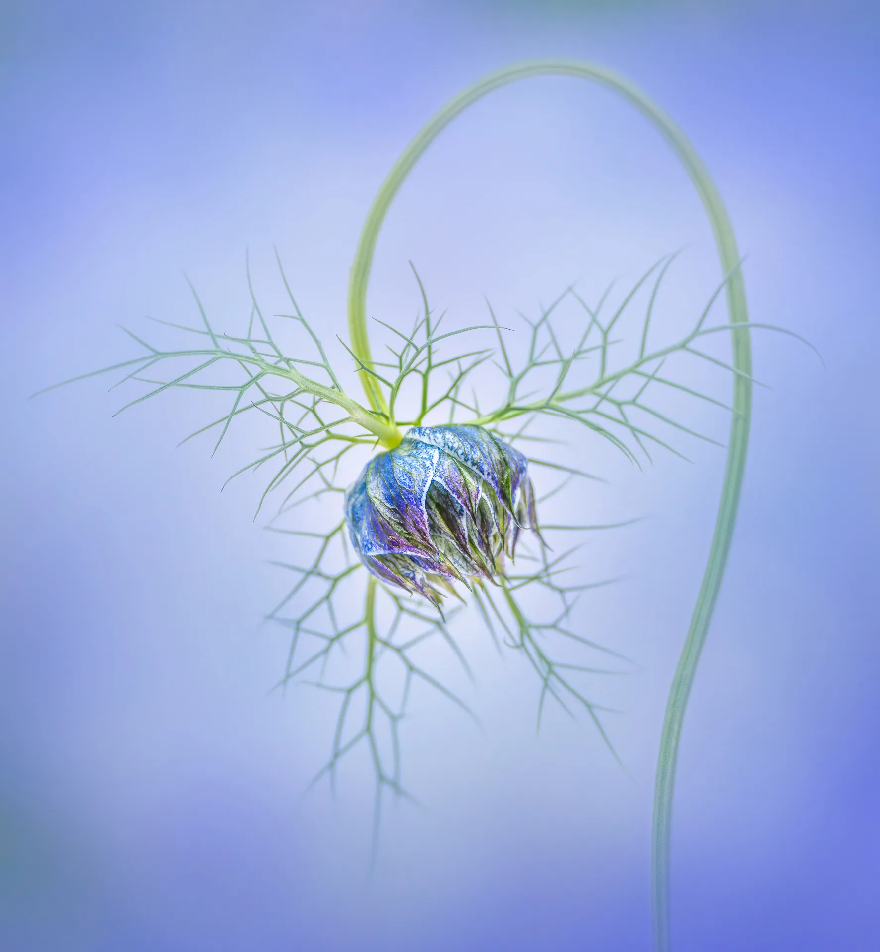Closed blue-purple flower bud hangs from fine green foliage beneath an arcing stem against a soft blue background.