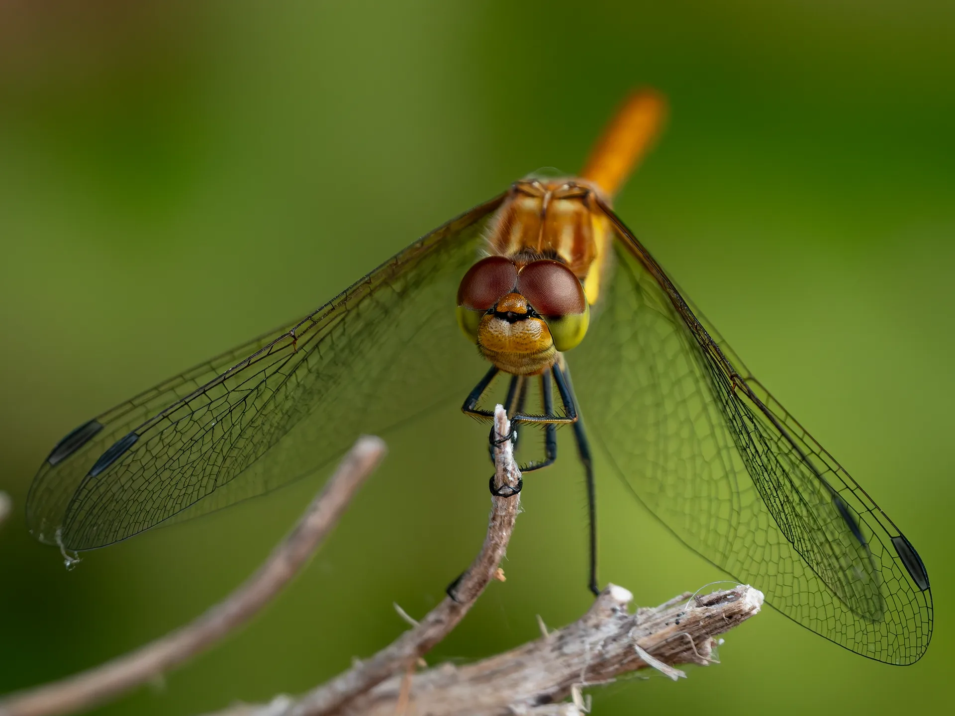 Front-facing orange dragonfly perched on a twig with transparent wings spread broadly against a smooth green background.