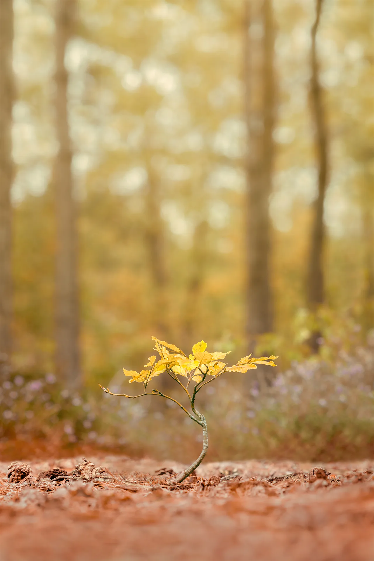 Small sapling with golden leaves rising from a leaf-strewn woodland floor against softly blurred autumn trees.