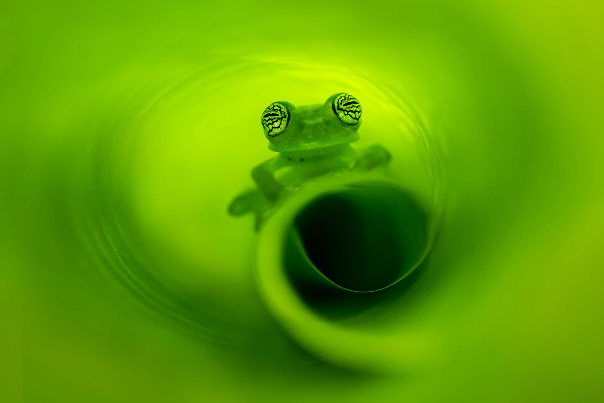 Tiny frog peers from inside a tightly curled green leaf, its patterned eyes prominent in the luminous green surroundings.