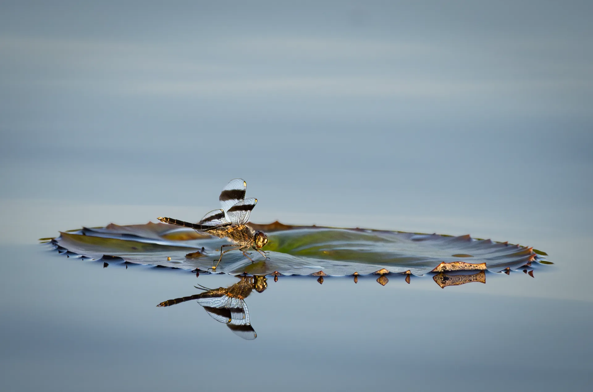 Dragonfly with black-banded transparent wings rests on a floating lily pad, perfectly reflected in still blue water below.