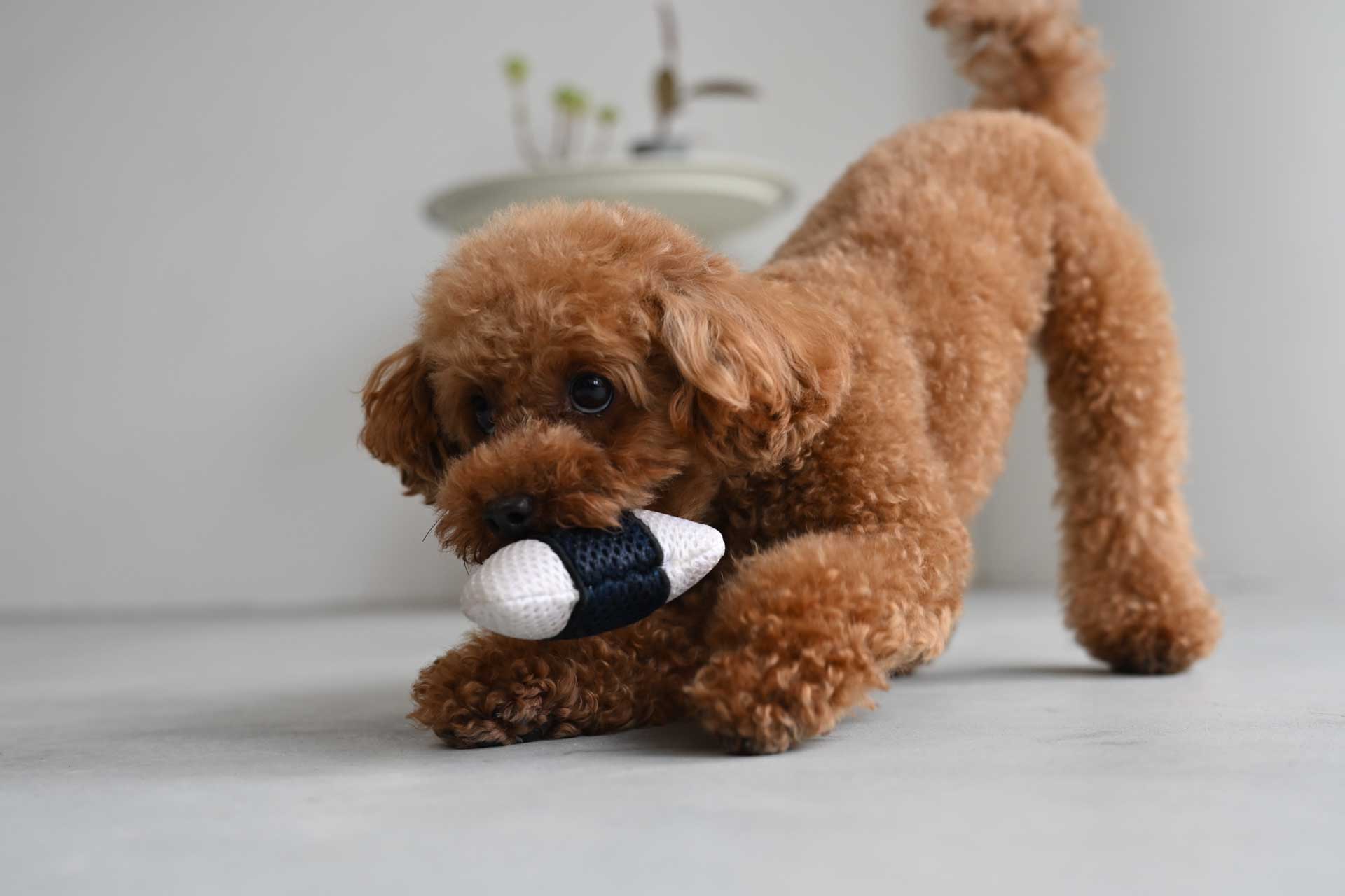 A small brown dog crouches on the floor with a black-and-white toy in its mouth.