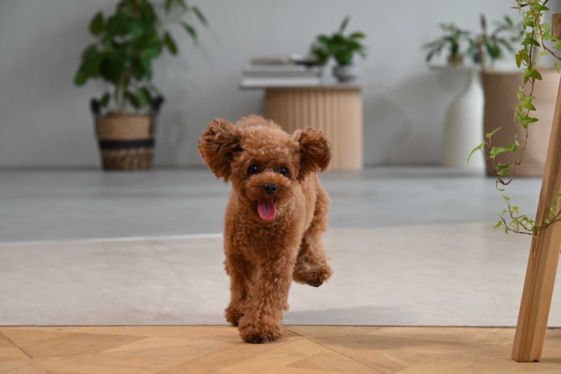 A small brown dog runs towards the camera indoors, with one front paw raised and its tongue out.