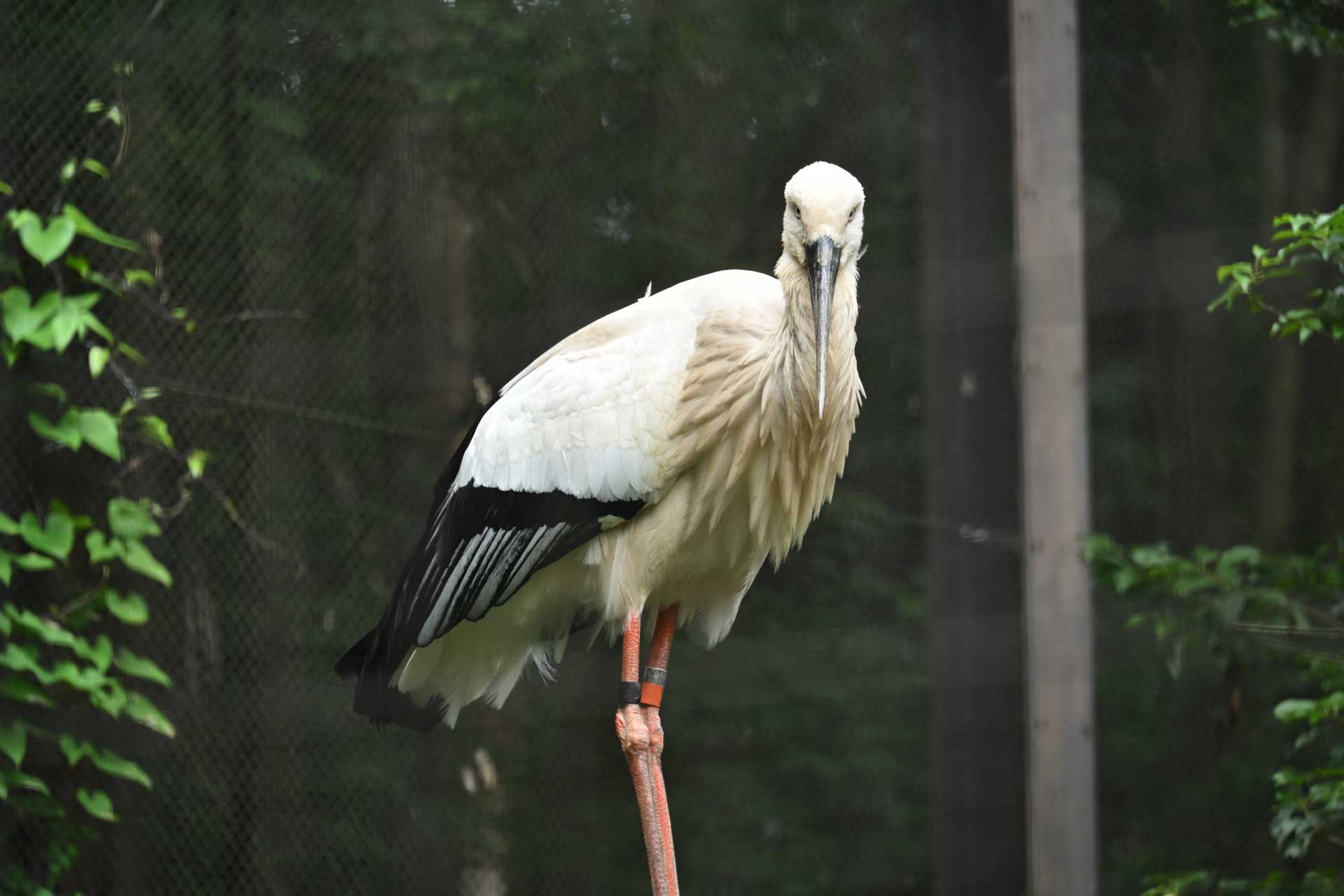 A white stork with black wing feathers stands on one leg against a dark background.