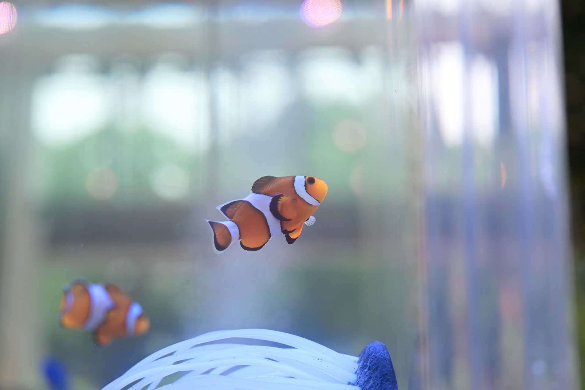 An orange-and-white clownfish swims in an aquarium, with a second clownfish blurred behind it.