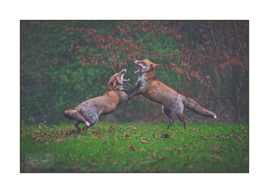 SheClicker Sarah Longes named Fotospeed Photographer of the Year 2026